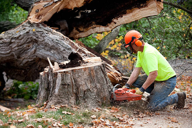 Professional Tree Service in Wayne Heights, PA